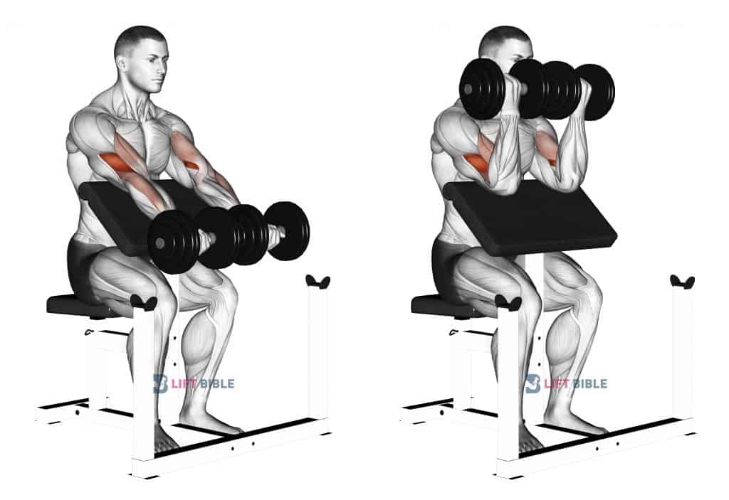 Dumbbell Seated Preacher Curl