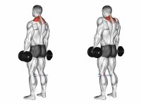 Dumbbell Shrug