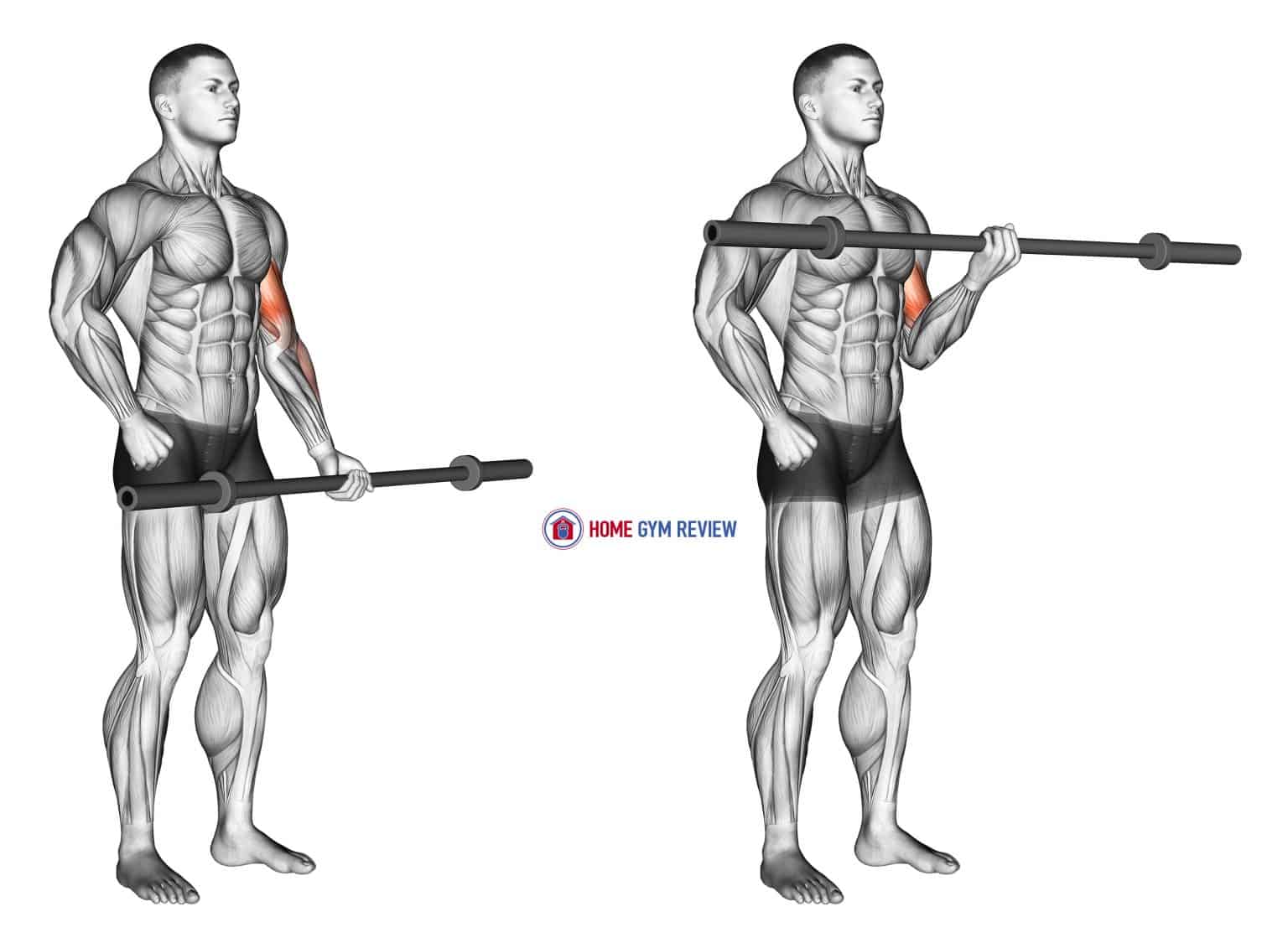 Barbell Alternate Bicep Curl Home Gym Review