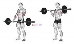 Barbell Reverse Curl