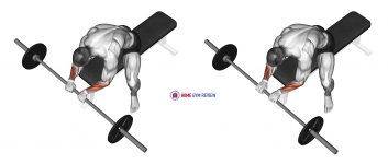Barbell Reverse Wrist Curl
