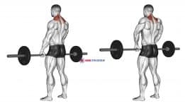 Barbell Shrug