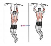 Brachialis Pull-up