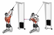 Cable High Row (kneeling)