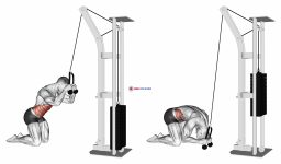 Cable Kneeling Crunch