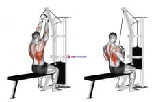Cable Lateral Pulldown (with rope attachment)