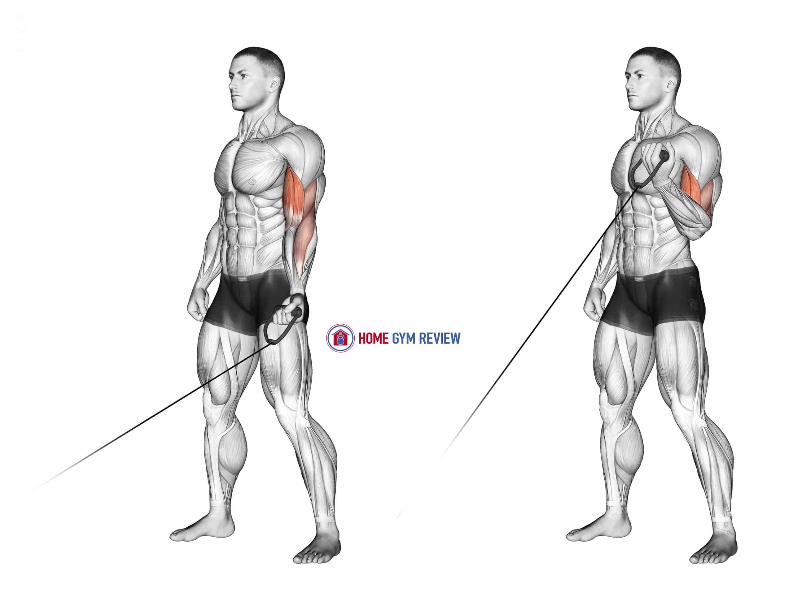Cable One Arm Curl