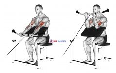 Cable Preacher Curl