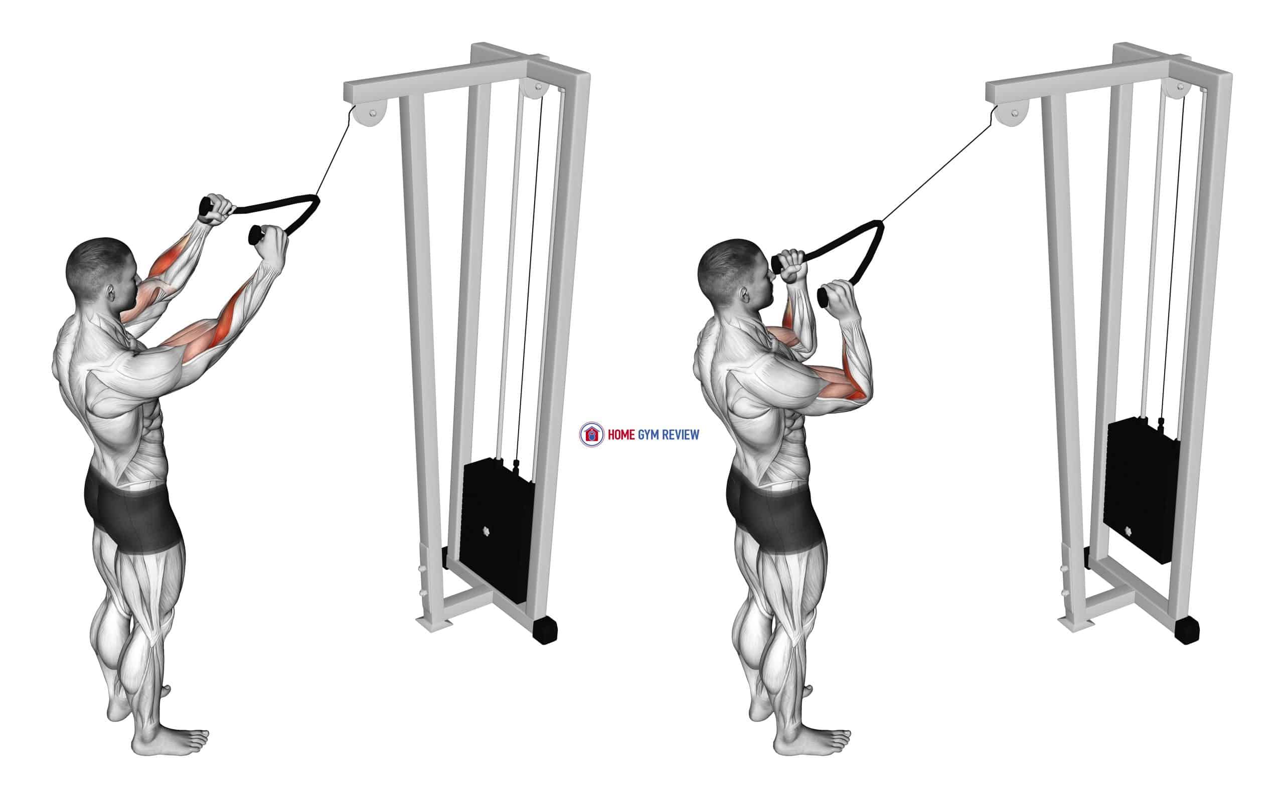 Cable Standing Pulldown (with rope)