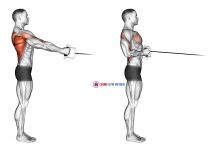 Cable Standing Row (V-bar)