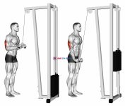 Cable Triceps Pushdown (V-bar)