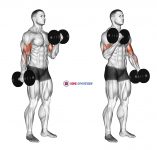 Dumbbell Alternate Biceps Curl