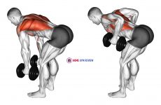 Dumbbell Bent Over Row