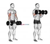 Dumbbell Biceps Curl