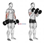 Dumbbell Hammer Curl (version 2)
