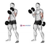 Dumbbell Hammer Curl