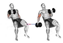 Dumbbell Incline Curl