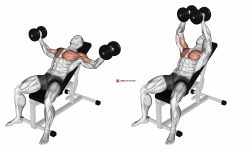 Dumbbell Incline Fly