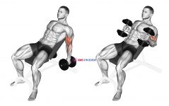 Dumbbell Incline Hammer Curl