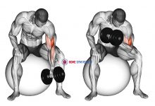 Dumbbell One Arm Concetration Curl (on stability ball)