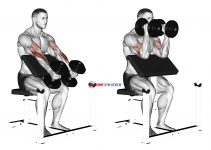 Dumbbell Peacher Hammer Curl