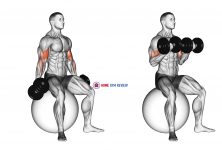 Dumbbell Seated Biceps Curl (on stability ball)