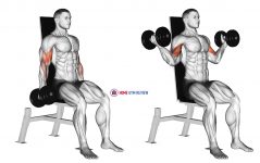 Dumbbell Seated Inner Biceps Curl