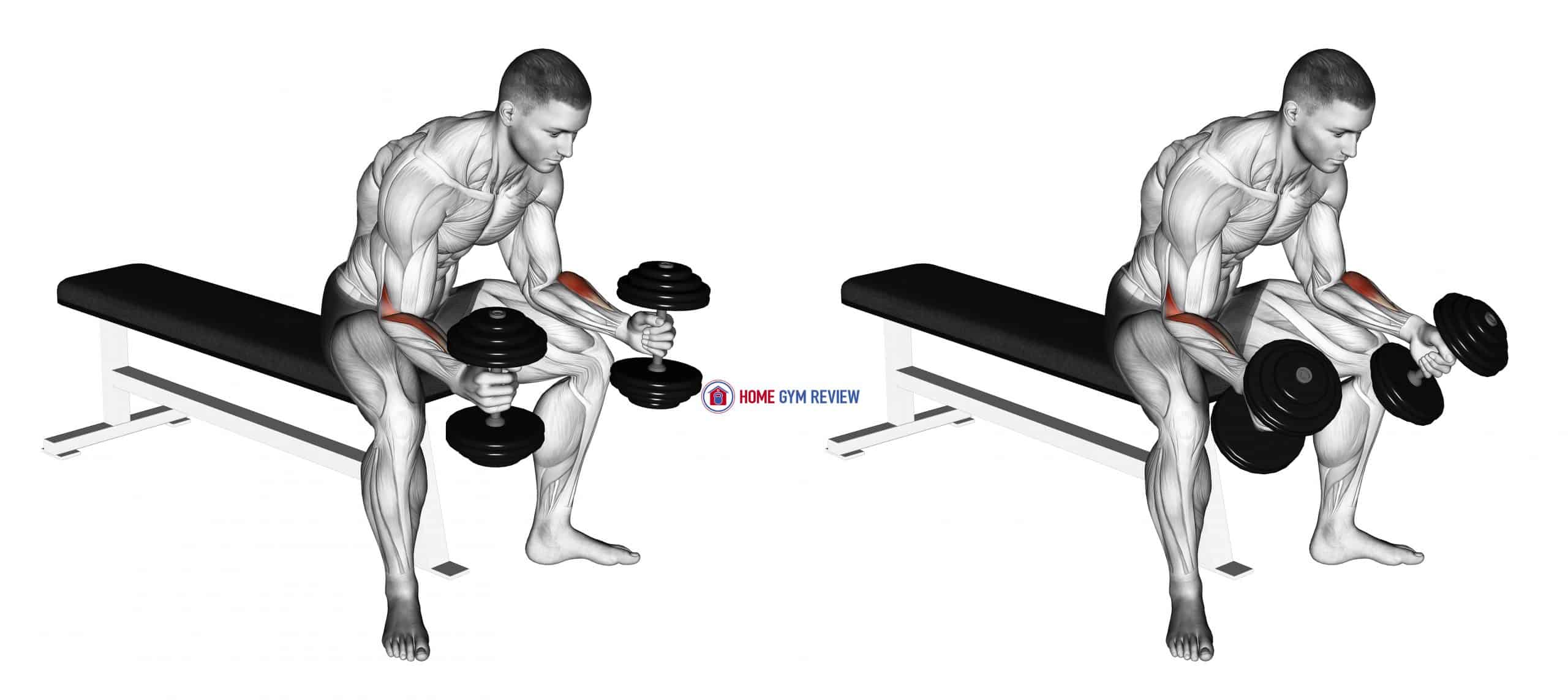Dumbbell Seated Neutral Wrist Curl