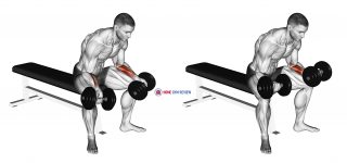 Dumbbell Seated Palms Up Wrist Curl
