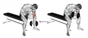 Dumbbell Seated Revers grip Concentration Curl