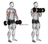 Dumbbell Standing Biceps Curl