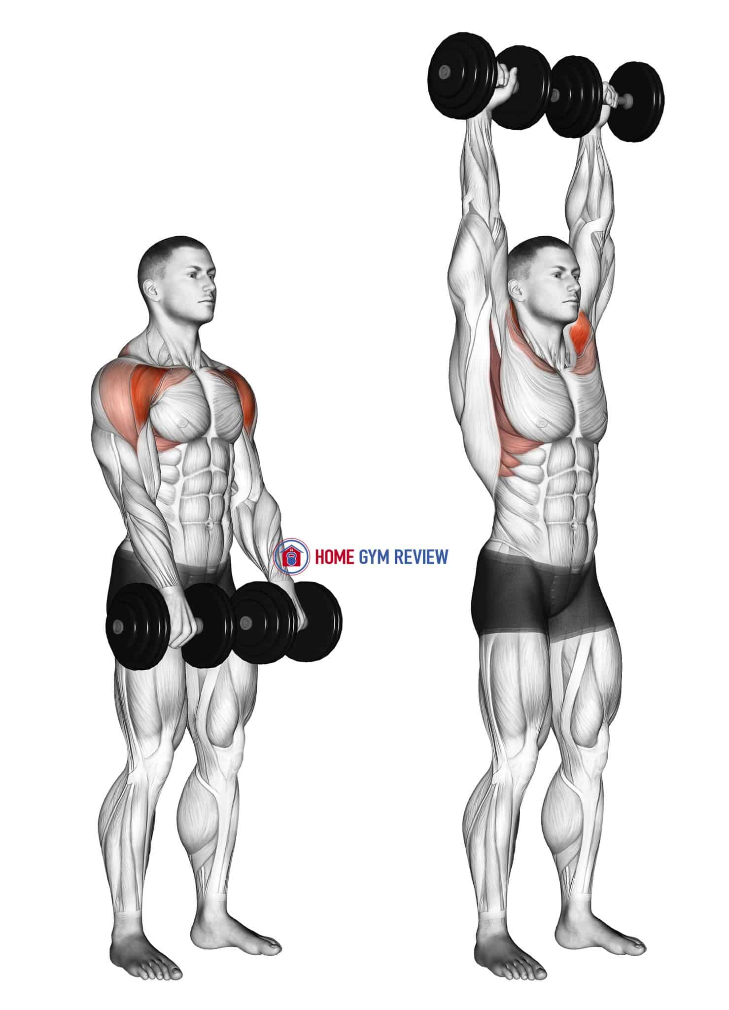 Dumbbell Standing Front Raise Above Head - Home Gym Review