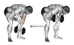 Dumbbell Standing One Arm Concentration Curl