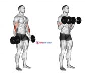 Dumbbell Standing Reverse Curl
