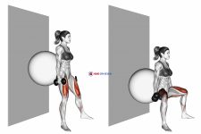 Dumbbell Sumo Squat (back on stability ball wall)