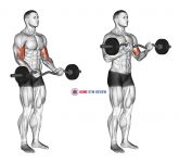 EZ Barbell Curl