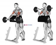EZ Barbell Spider Curl