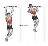 Gironda Sternum Chin