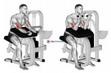 Lever Preacher Curl