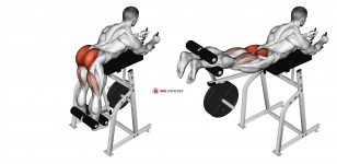 Lever Reverse Hyperextension (plate loaded)
