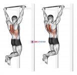 Scapular Pull-Up