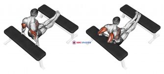Triceps Dip (bench leg)