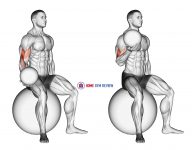 Weighted Seated Bicep Curl (on stability ball)