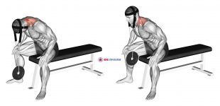 Weighted Seated Neck Extension (with head harness)
