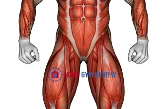 Body muscles. Front view