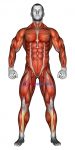 Body muscles. Front view