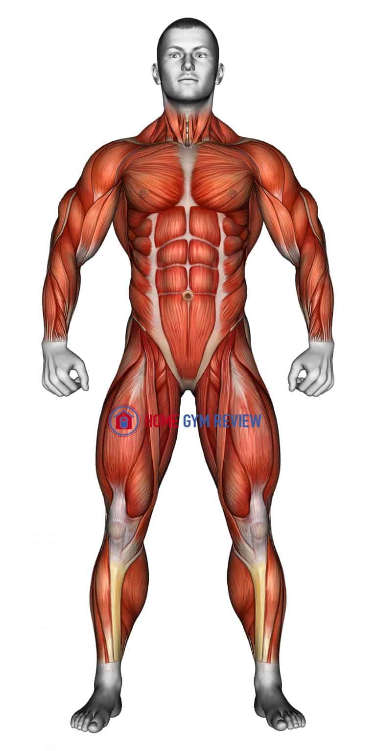 Body muscles. Front view - Home Gym Review