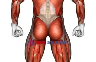 Body muscles. Back view