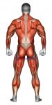 Body muscles. Back view