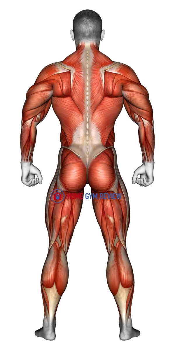 Body muscles. Back view